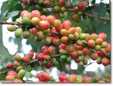 Coffee History on Coffee History   Coffeeresearch Org