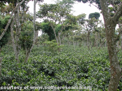 shaded plants 10.jpg