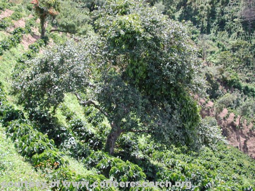 very minor shading.jpg