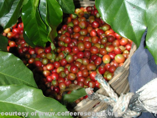 cherries in basket.jpg