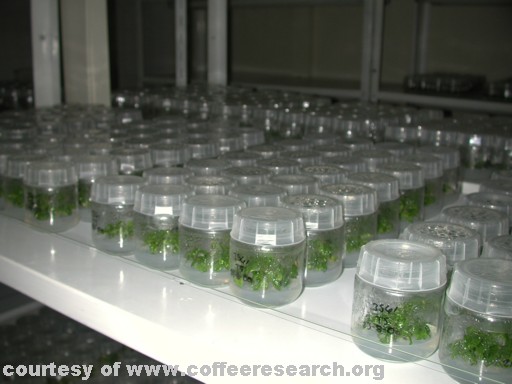 coffee lab 1.jpg