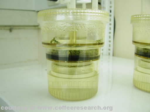 coffee lab 2.jpg