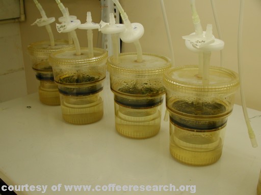 coffee lab 3.jpg