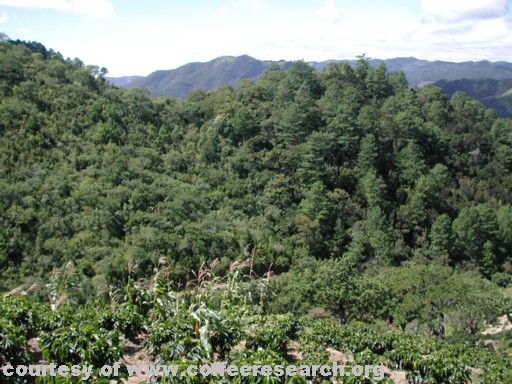 coffee plants and corn.jpg