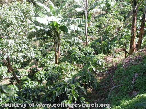 coffee tree and banana.jpg