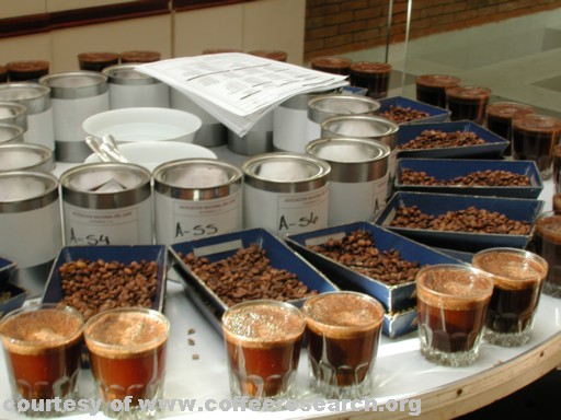 cupping 1.jpg