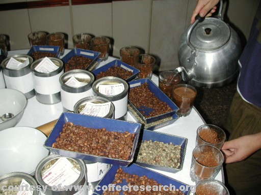 cupping 2.jpg