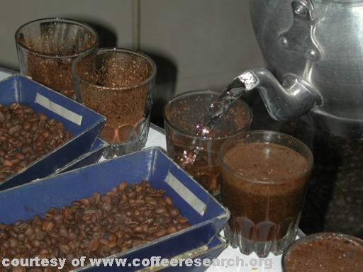 cupping 3.jpg