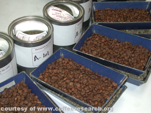 cupping table roasted samples.jpg