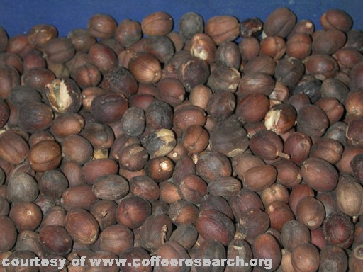 dried cherries 2.jpg