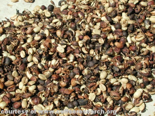 dried unpulped lowest grade.jpg