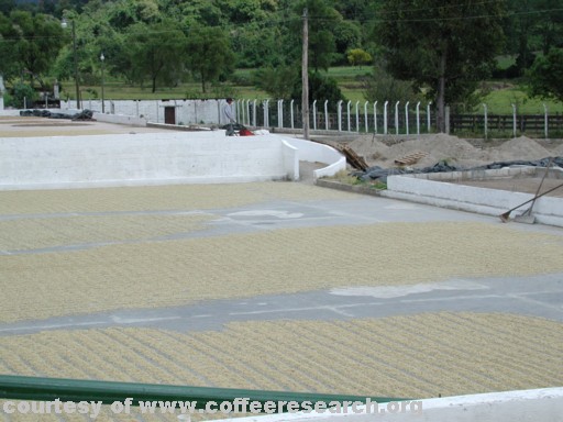 drying patios 2.jpg