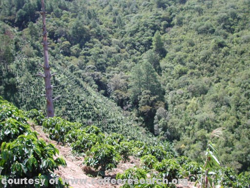 full sun planting 2.jpg