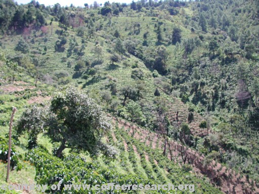 full sun planting 3.jpg