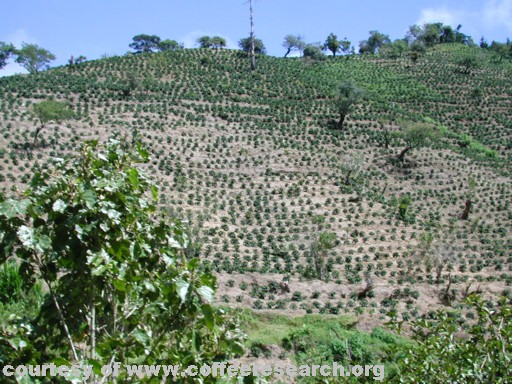 full sun planting 5.jpg