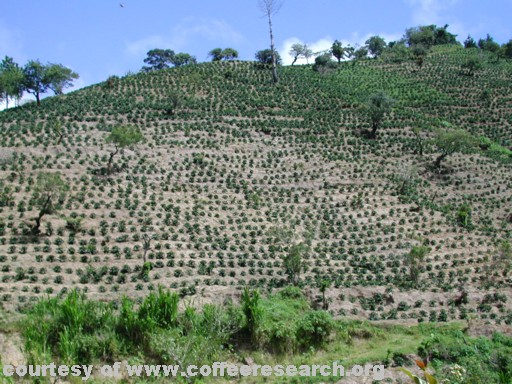 full sun planting 6.jpg