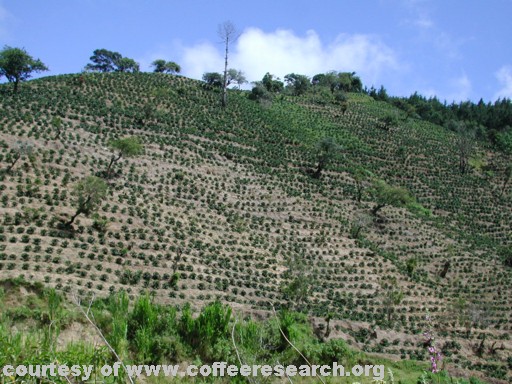 full sun planting 7.jpg