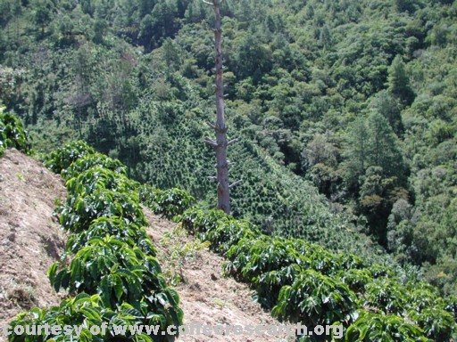 full sun planting.jpg