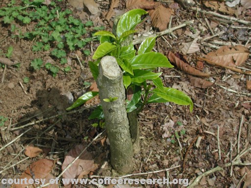 fully pruned coffee 2.jpg