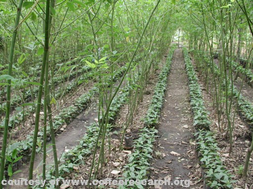 grafting nursery.jpg