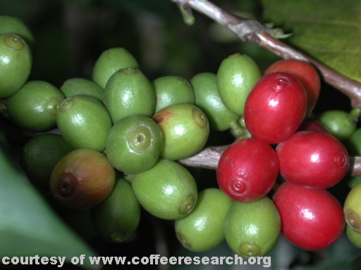 green and cherries close.jpg