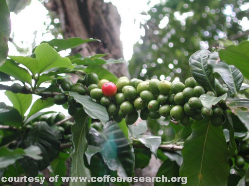green and one red.jpg