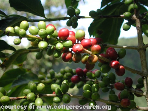 green and red cherries 1.jpg