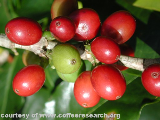 green and red cherries 2.jpg