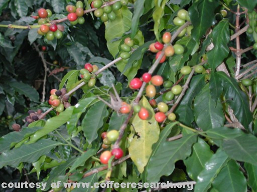 green and red cherries 3.jpg