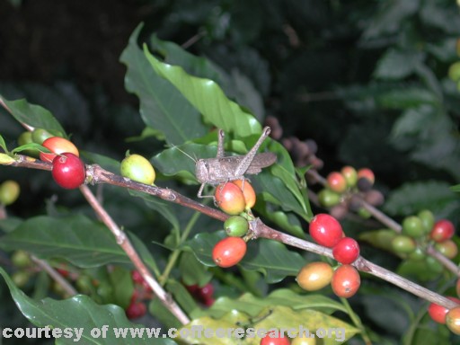 green and red cherries 4.jpg
