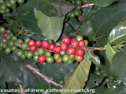 green and red cherries close 2.jpg