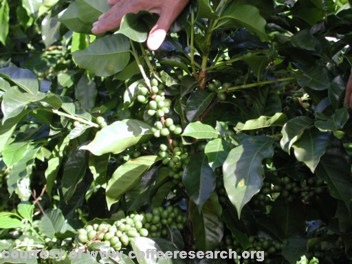 green cherries 2.jpg