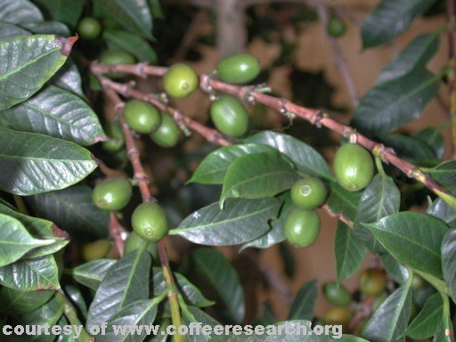 green cherries 4.jpg