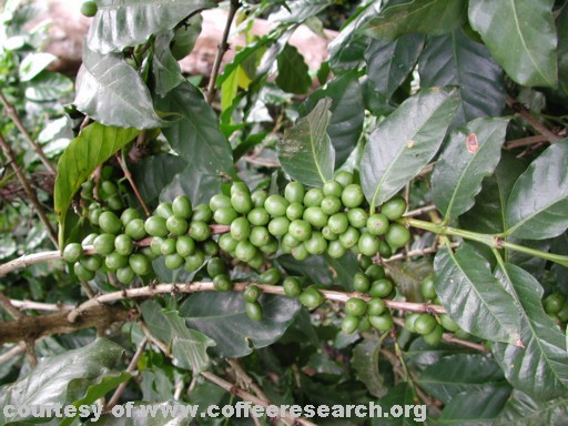 green cherries 5.jpg