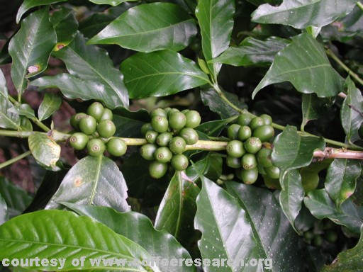 green cherries 6.jpg