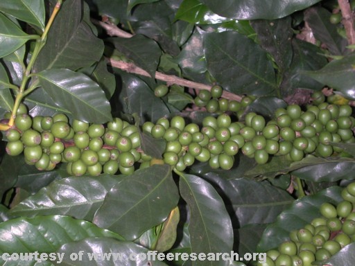 green cherries 9.jpg