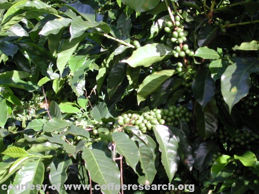 green cherries.jpg