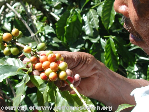 harvesting 1.jpg