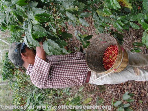 harvesting 2.jpg