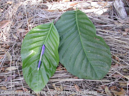 liberica leaves.jpg