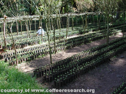 nursery 1.jpg