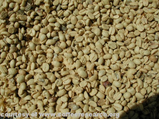 pergamino coffee.jpg