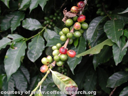 red green cherries problems.jpg