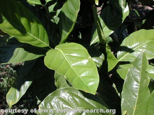 robusta or liberica.jpg