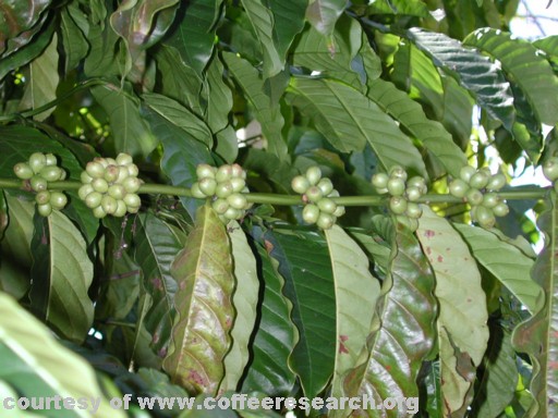 robusta plant.jpg