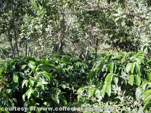 shaded plants 1.jpg