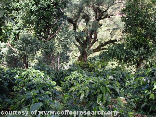 shaded plants 2.jpg