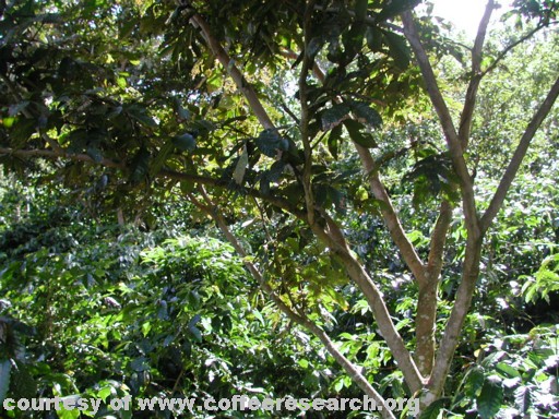 shaded plants 3.jpg