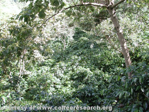 shaded plants 4.jpg