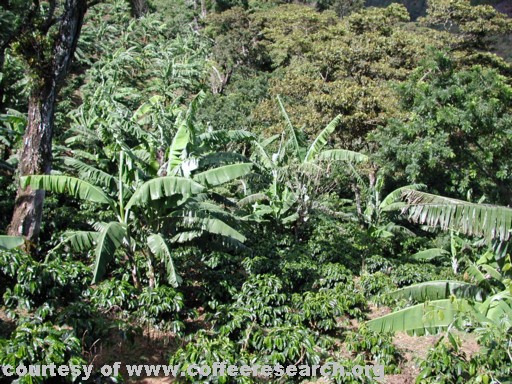 shaded plants 5.jpg